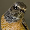 Common Redstart