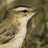 Sedge Warbler