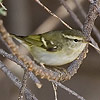 Yellow-browed Warbler