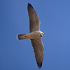 Adult Lanner Falcon