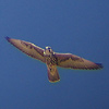 Juvenile Lanner Falcon