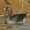 White-fronted Goose