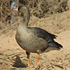 White-fronted Goose