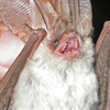 Long-eared Bat