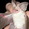 Hemprich's Long-eared Bat 