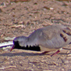 Namaqua Dove