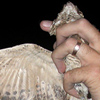 Nubian Nightjar