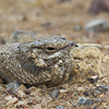 Nubian Nightjar