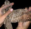 Nubian Nightjar