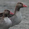 Greylag Geese