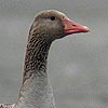 Greylag Goose