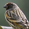 Red-fronted Serin