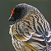 Red-fronted Serin