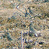 Dotterels