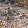 Dotterel