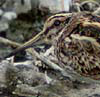 Jack Snipe