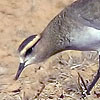 Sociable Plover