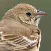 Pale Rock Sparrow