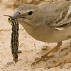 Pale Rock Sparrow