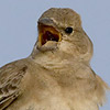 Pale Rock Sparrow