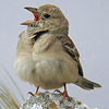 Pale Rock Sparrow