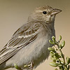 Pale Rock Sparrow