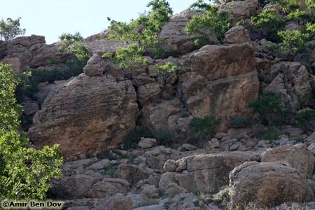 Rock Nuthatch Sitta neumayer 