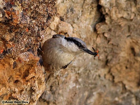 Rock Nuthatch Sitta neumayer 