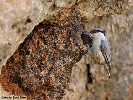 Rock Nuthatch Sitta neumayer 