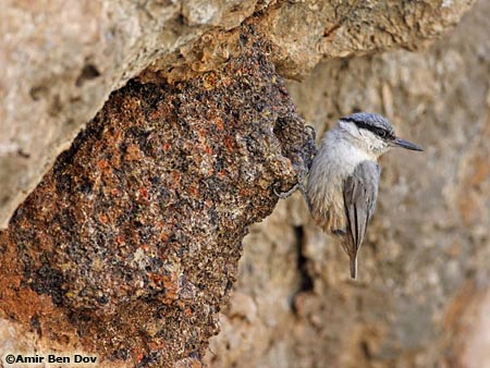 Rock Nuthatch Sitta neumayer 