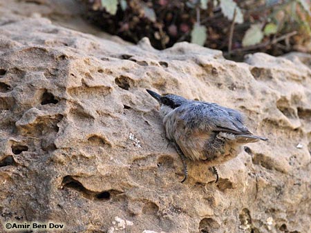 Rock Nuthatch Sitta neumayer 