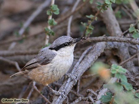 Rock Nuthatch Sitta neumayer 