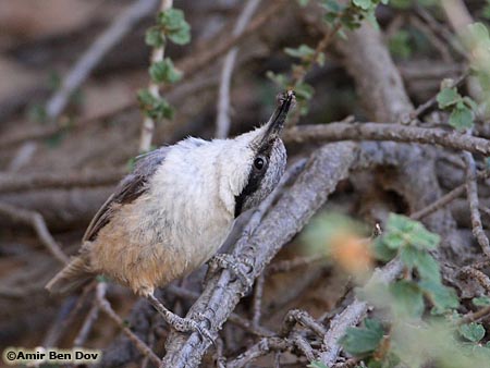 Rock Nuthatch Sitta neumayer 