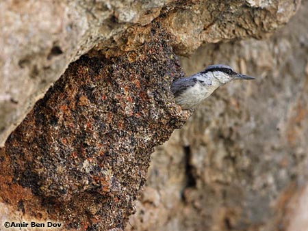 Rock Nuthatch Sitta neumayer 