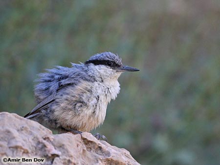 Rock Nuthatch Sitta neumayer 