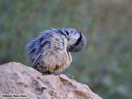 Rock Nuthatch Sitta neumayer 