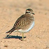 Dotterel