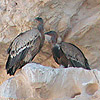 Griffon Vulture