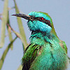 Little Green Bee-eater