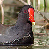 Moorhen