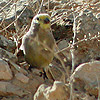 Syrian Serin