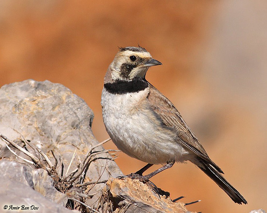 Shore Lark Eremophila alpestris bicornis 