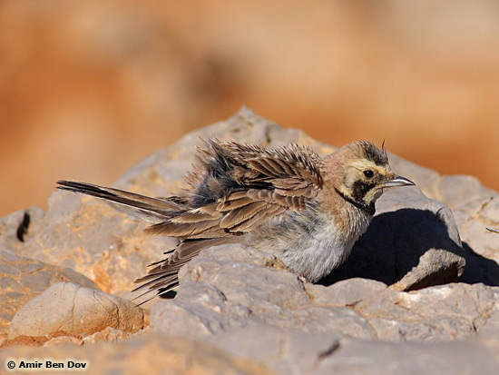 Shore Lark Eremophila alpestris bicornis 