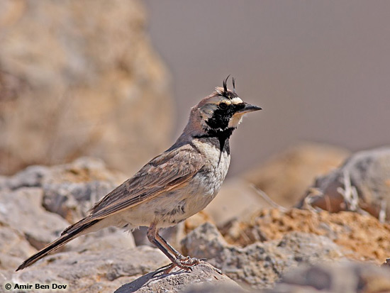 Shore Lark Eremophila alpestris bicornis 