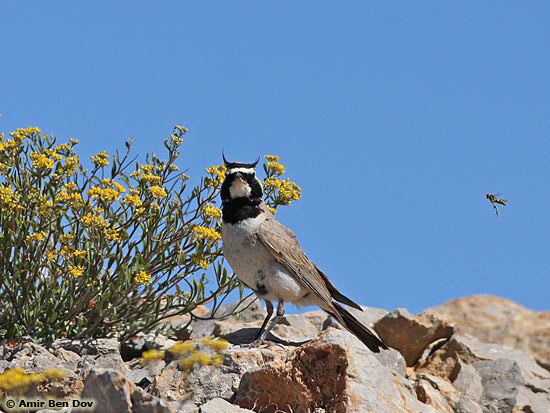 Shore Lark Eremophila alpestris bicornis 