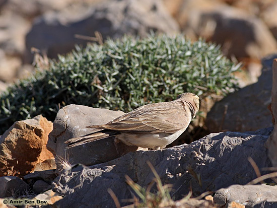 Shore Lark Eremophila alpestris bicornis 