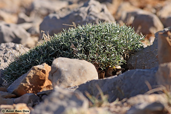 Shore Lark Eremophila alpestris bicornis 