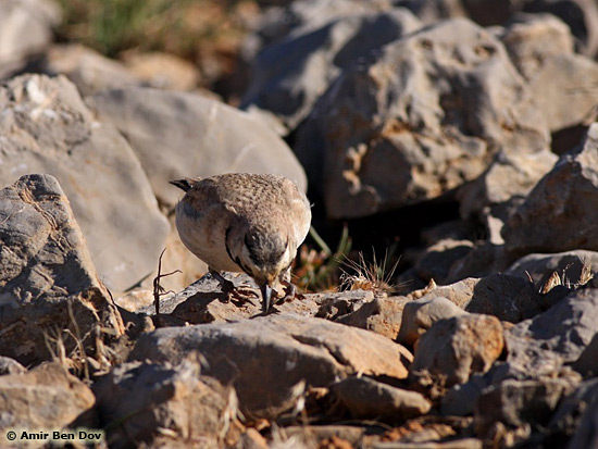 Shore Lark Eremophila alpestris bicornis 