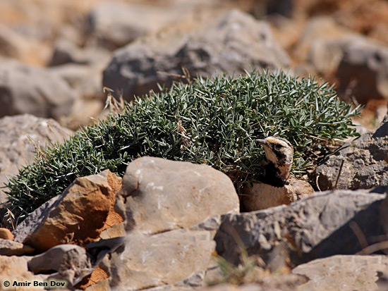 Shore Lark Eremophila alpestris bicornis 