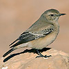 Desert Wheatear